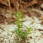 Cómo desarrollar una mentalidad resiliente guía completa para fortalecer tu mente y avanzar con poder